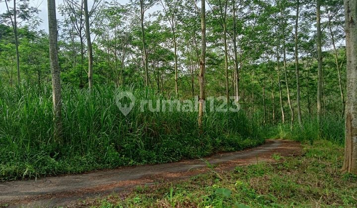 Tanah Strategis Untuk Usaha Ternak