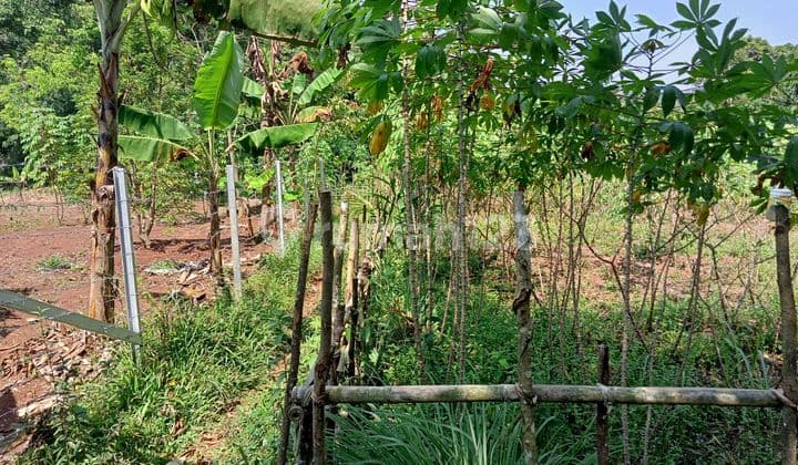 Tanah Subur Untuk Berkebun / Investasi