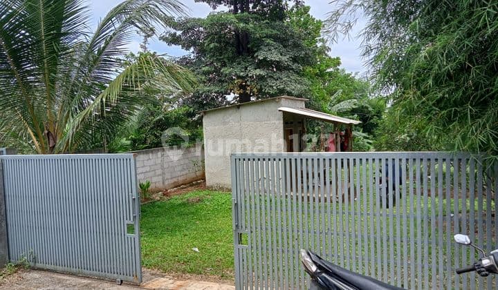 Well-Maintained Avocado Garden