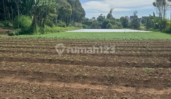 Tanah Luas untuk Perkebunan Perumahan di Maharini Ciwaruga