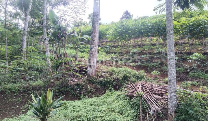 Tanah strategis Dikawasan Cianjur Selatan.