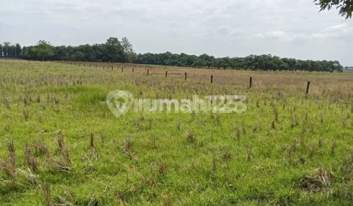 Kavling Industri Subang Pinggir Jalan Raya Cibogo Samping Pabrik Byd Mobil Cina Luas Tanah 300 Halokasi Pinggir Jalan Raya Samping Tol Cikampek Harga 500rb/m² Nego Surat Shm