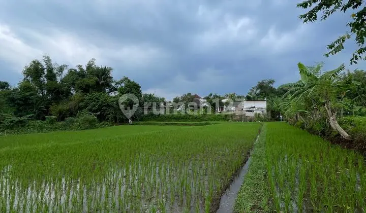 Rice Field Land for Quick Sale in Purwodadi Pasuruan