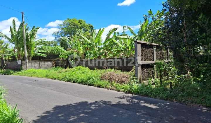 Dijual For Sale Tanah Jalan Utama Pering Gianyar Bali