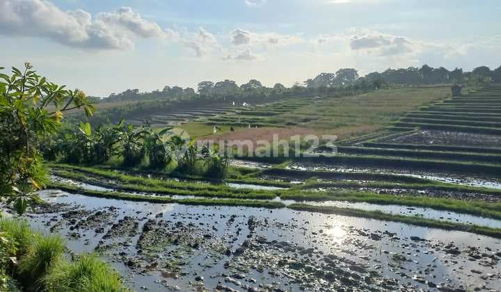Tanah Komersil View Sawah di Tiyingtutul Bali