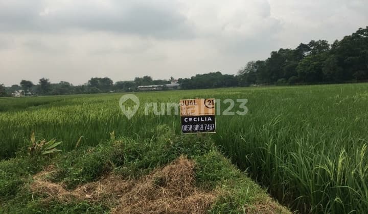 Dijual tanah sawah Palasari Legok Tangerang