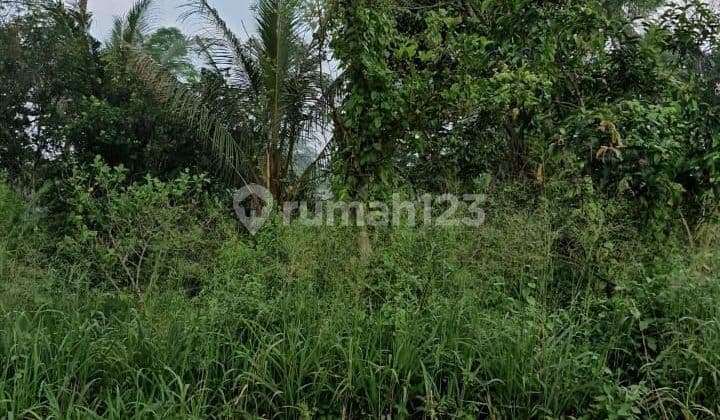 Dijual Tanah Luas 1.500m²!! Di Padurenan, Gunung Sindur
