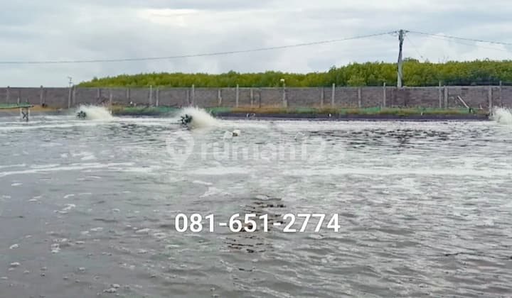 Fish pond in Situbondo