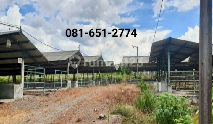 Kandang Sapi Di Pacet Mojokerto