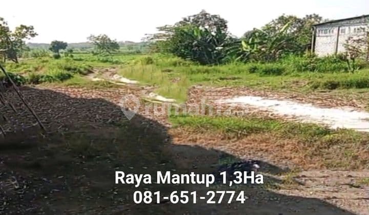 Tanah Di Raya Mantup Lamongan
