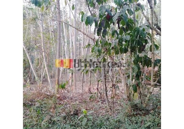 Kavling di Pasuruhan Mertoyudan Magelang