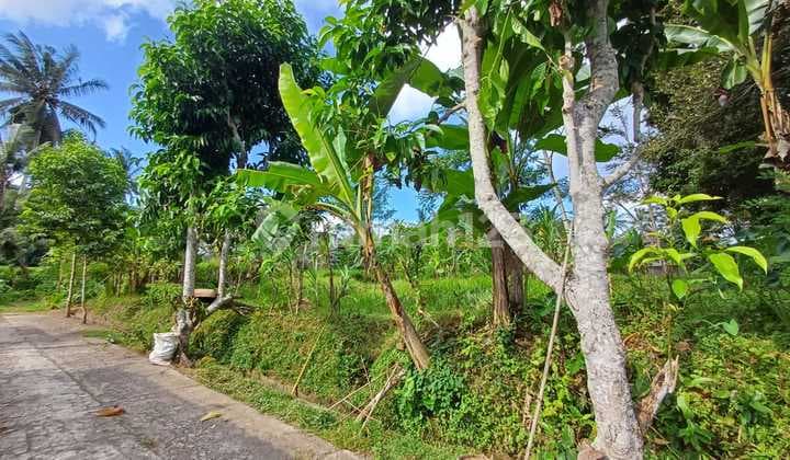 prime land in the good shape at Exclusive area of Pejeng, Ubud.