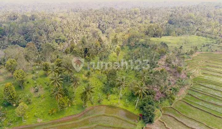Expansive 5 Hectare Land In Wanagiri, Selemadeg Tabanan
