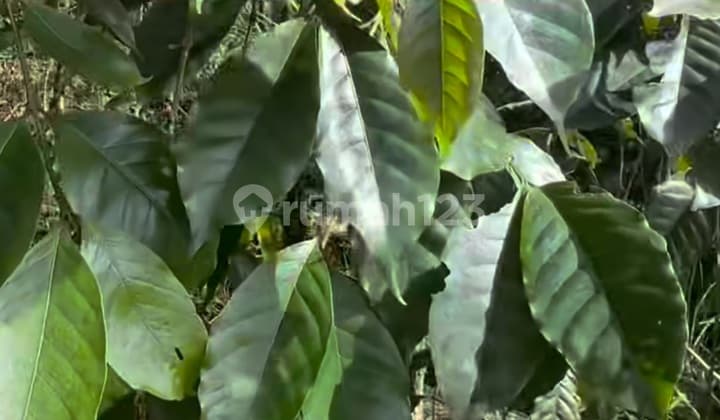 Kebun Kopi Murah Pupuan Tabanan View Keren