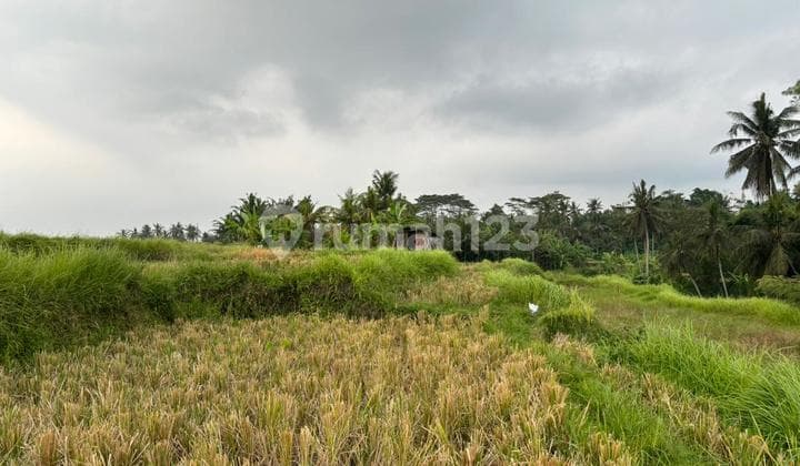 Tanah Sewa Zona Kuning View Sawah Keren Siap Bangun