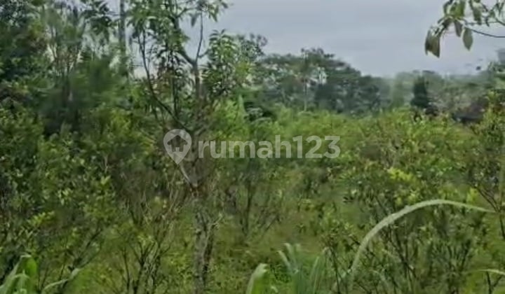 Tanah Sewa Murah View Sungai Hutan Jalan Utama