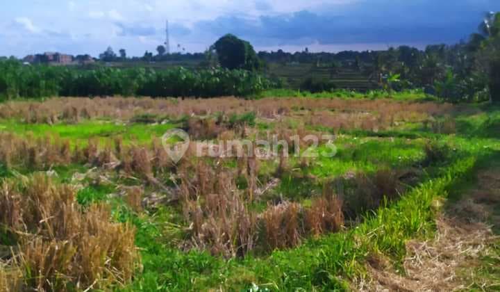 Tanah view sawah terasering lembah super keren cocok untuk villa