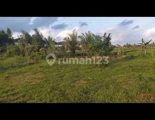 Tanah Sewa Sayan Ubud Istimewa Di Gianyar Luas