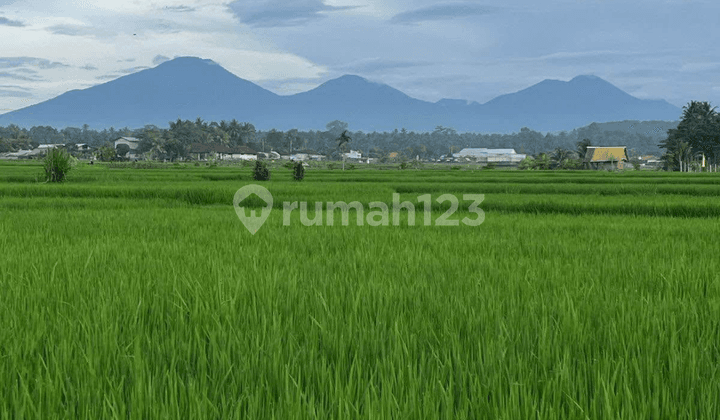 View Sawah Gunung Hutan Super Keren Dekat Ubud