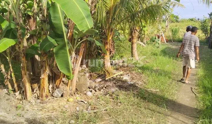 Dijual Tanah Zona Pink di Saba Gianyar Bagus Strategis
