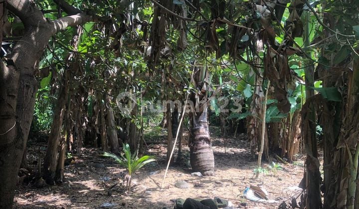 LAND FOR RENT IN YELLOW ZONE CHEAPEST PRICE IN UBUD