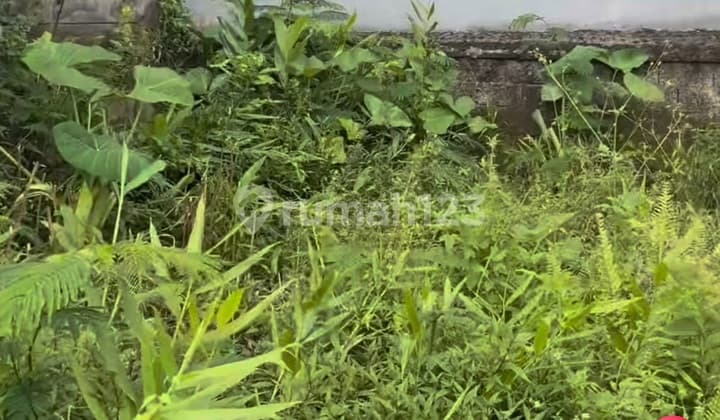 Tanah Murah Payangan Dekat Jalan Utama Siap Bangun Villa