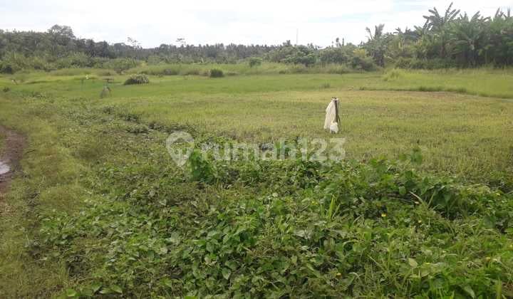 Large Land for Sale in Mandung Kerambitan, Good and Strategic