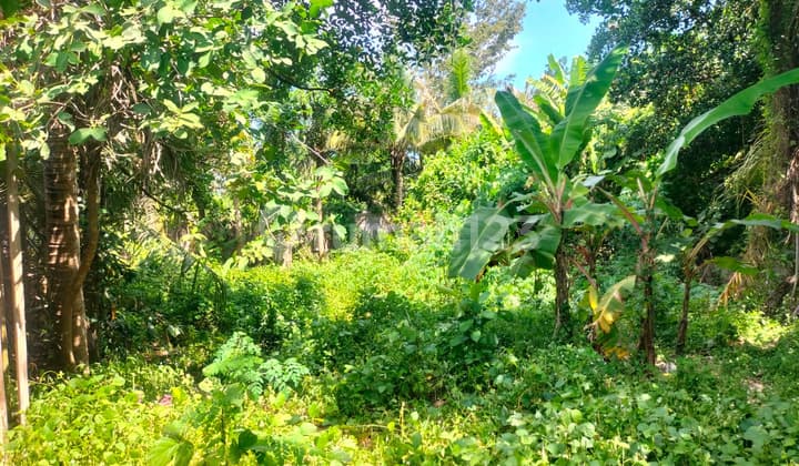 Dijual Tanah Lokasi Dekat Pantai Saba Gianyar Zona Pink