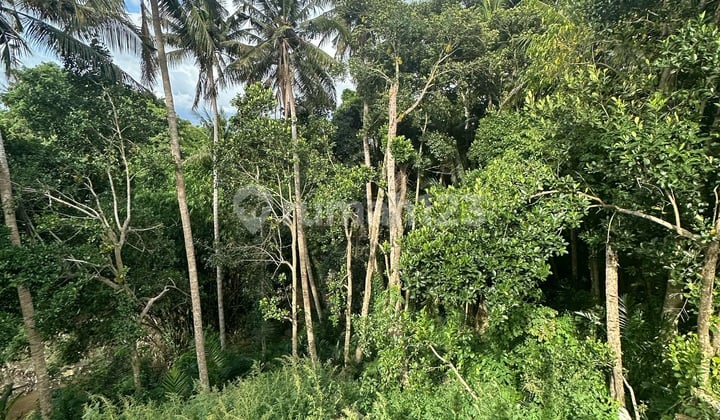 Tanah View Hutan Lembah Cocok Vila Rental