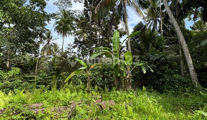 Dijual Tanah Luas di Pejeng Dekat Ubud Kawasan Villa