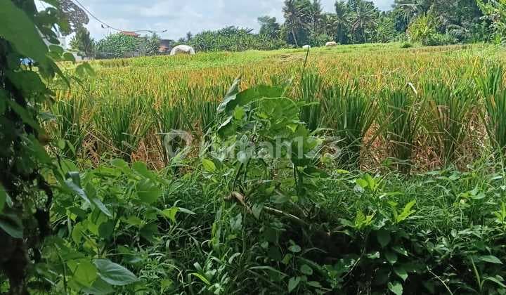 Tanah Sewa Zona Kuning Siap Bangun View Sawah Cantik