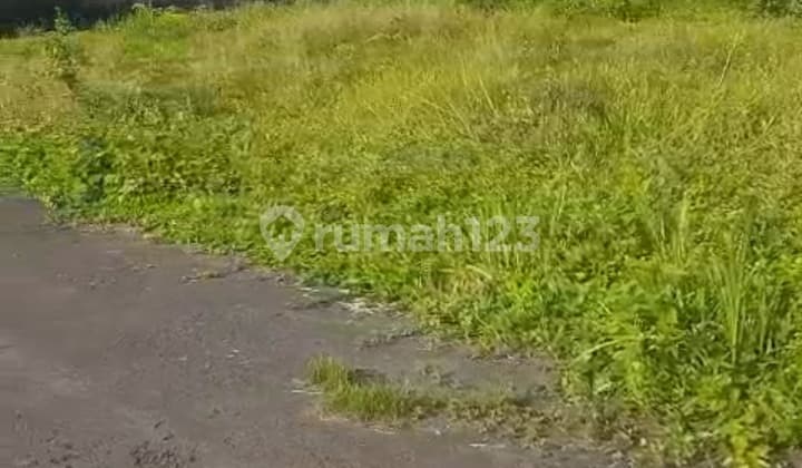 Rice Field View Land Cheapest Price Suitable for Private Villa