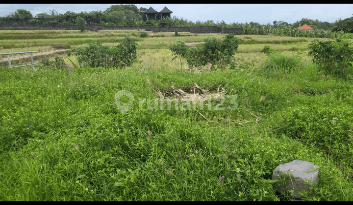 Rice Field Mountain View Suitable Villa Rental