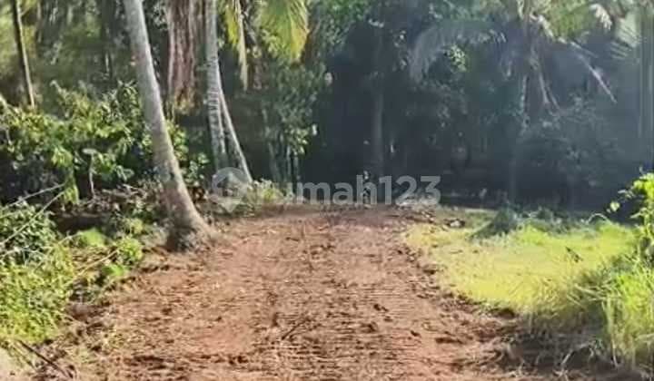 Dijual Tanah Kebun Cokelat di Area Megati Tabanan