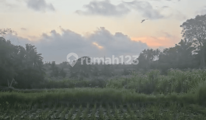 Tanah Sewa Murah View Hutan Sawah Sunset Keren