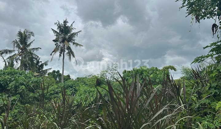 Land for Rent with Forest River View in Yellow Zone, Mas Ubud