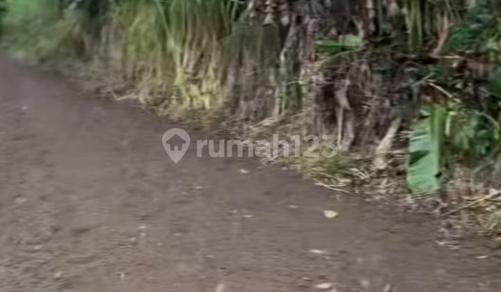 Cheap Land in Bedugul Suitable for Villa Rentals Cool Air