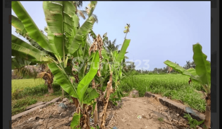 Tanah Murah Dekat Pantai Saba View Sawah Lingkungan Vila