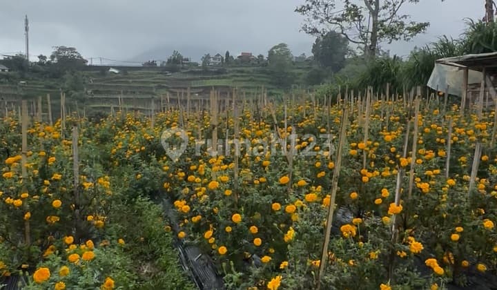 Cheap Land Bedugul Cool View Villa Environment