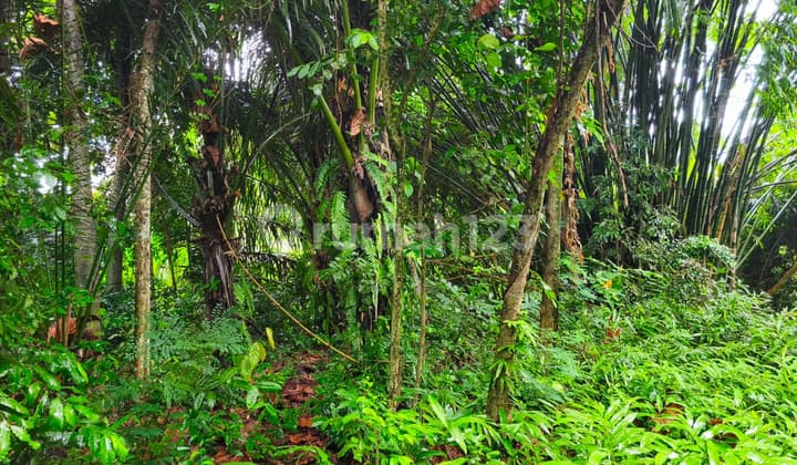 Land for Rent Located in Kaba Kaba Tabanan, Excellent