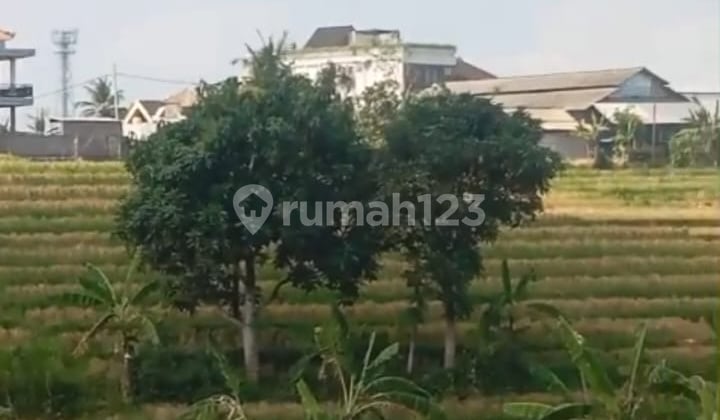 Cheap Land for Sale in Tumbak Bayuh Canggu with Rice Field View