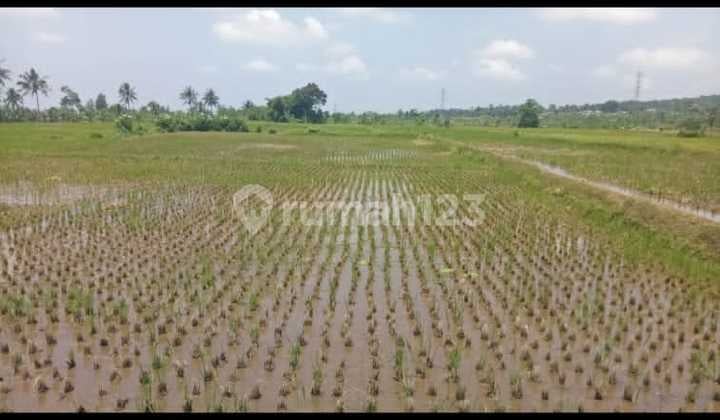 Dijual Tanah Kavling di Desa Tenjolaya, Cicurug, Sukabumi Dijual Tanah Kavling di Desa Tenjolaya, Cicurug, Sukabumi