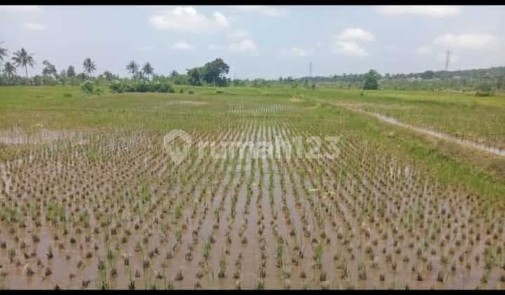 Dijual Tanah Kavling di Desa Tenjolaya, Cicurug, Sukabumi