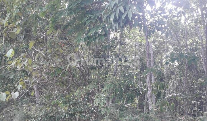 DIJUAL TANAH LUAS DI DESA KALIREJO, LAMPUNG TENGAH