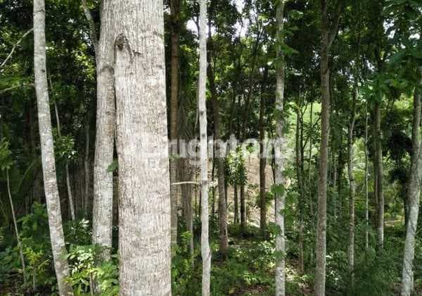Selling Plantation Land in Bantur, Malang