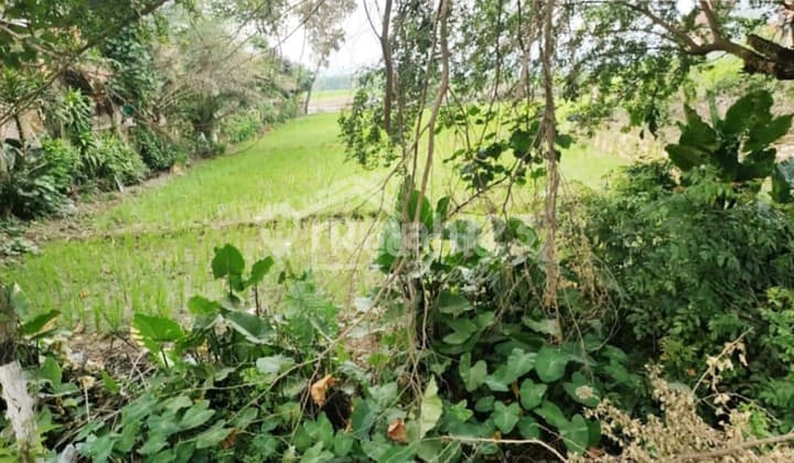 Tanah di Getasrejo , Purwodadi Grobogan Nc 6734