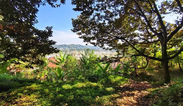 Dijual Cepat Kebun Alpukat Miki Rp 150 rb/m² di Bogor