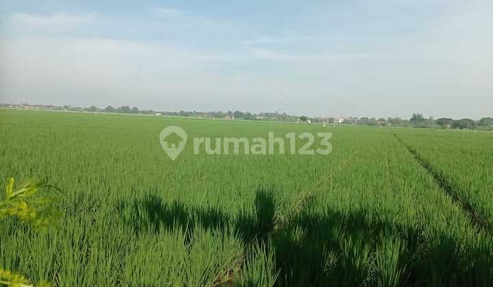 Sawah Irigasi - 1,4 Ha - Karawang Jawa Barat