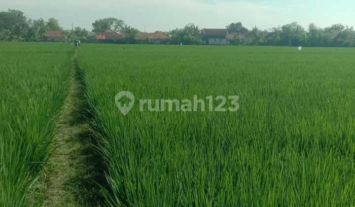 Sawah Irigasi - 1,4 Ha - Karawang Jawa Barat
