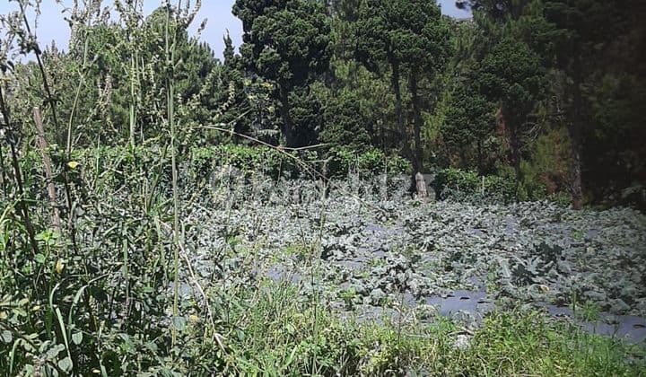 Tanah di Langensari, Lembang, Maribaya